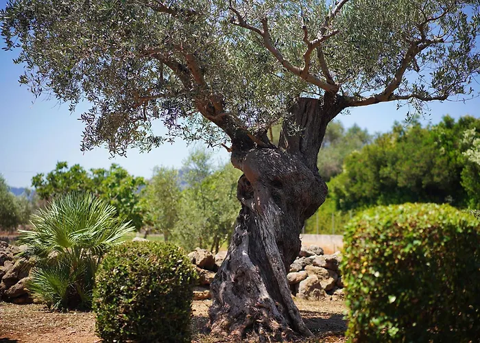 Vidrier Campero 别墅